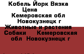 Кобель Йорк Вязка › Цена ­ 4 000 - Кемеровская обл., Новокузнецк г. Животные и растения » Собаки   . Кемеровская обл.,Новокузнецк г.